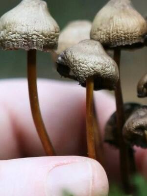 Psilocibina y Yagé | Columna de Simón Gaviria