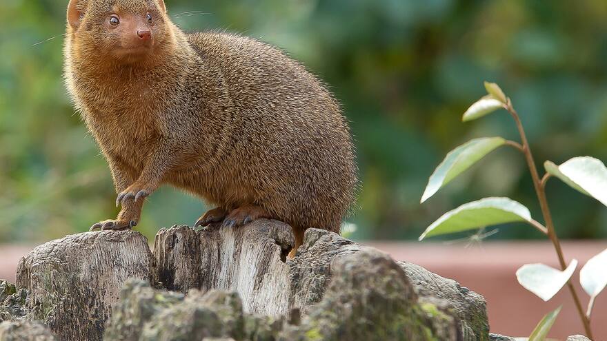 Mujer fue mordida por una mangosta y perdió su nariz, labios y extremidades
