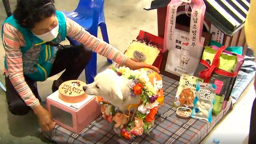 Salvó a su dueña de morir de hipotermia y recibió condecoración por heroísmo