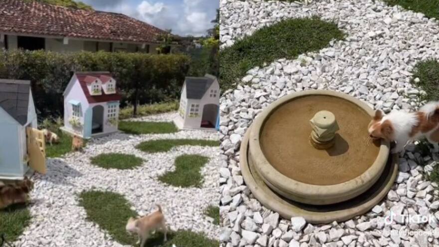 Joven construyó un lujoso condominio para sus perros chihuahua