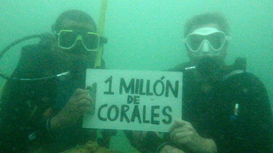 Minambiente lideró siembra de corales en playa Bahía Concha, Parque Tayrona