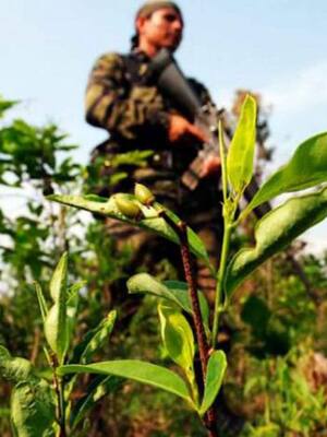 Llegó la narcocracia | columna de Rafael Nieto Loaiza