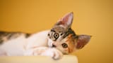 Llega el primer gran encuentro para amantes de los gatos