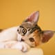 Llega el primer gran encuentro para amantes de los gatos