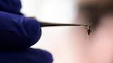 Síndrome de Guillian–Barré tiene relación con el Zika en Colombia
