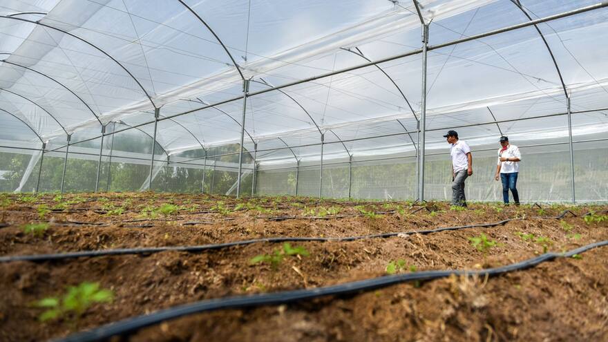 Inauguraron invernadero para cultivos tecnificados en el Cesar