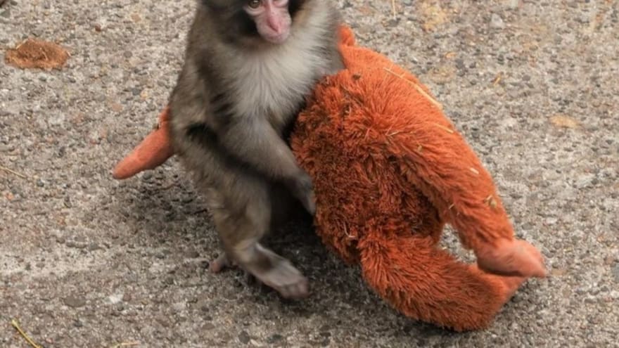 Punch, el monito viral, perdió su peluche en plena tormenta