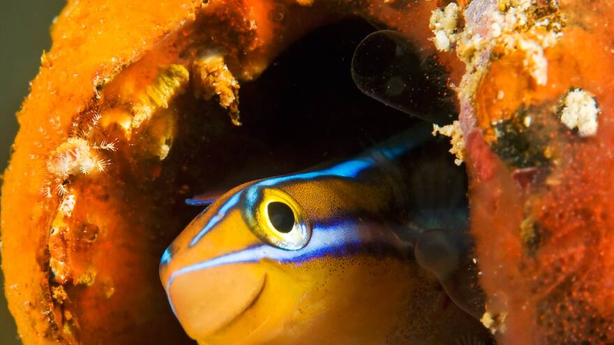 Veneno de pez del Pacífico podría ser fuente de nuevo analgésico