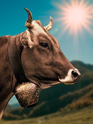 Leche y paz | Columna de José Félix Lafaurie