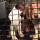 Rescate de perros en Estados Unidos: 4.000 beagles buscan hogar