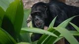Chimpancés rompen su comunidad y protagonizan ataques mortales contra sus propios aliados en Uganda
