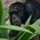 Chimpancés rompen su comunidad y protagonizan ataques mortales contra sus propios aliados en Uganda