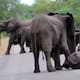 Bebé elefante es rescatado por su manada tras desplomarse en carretera