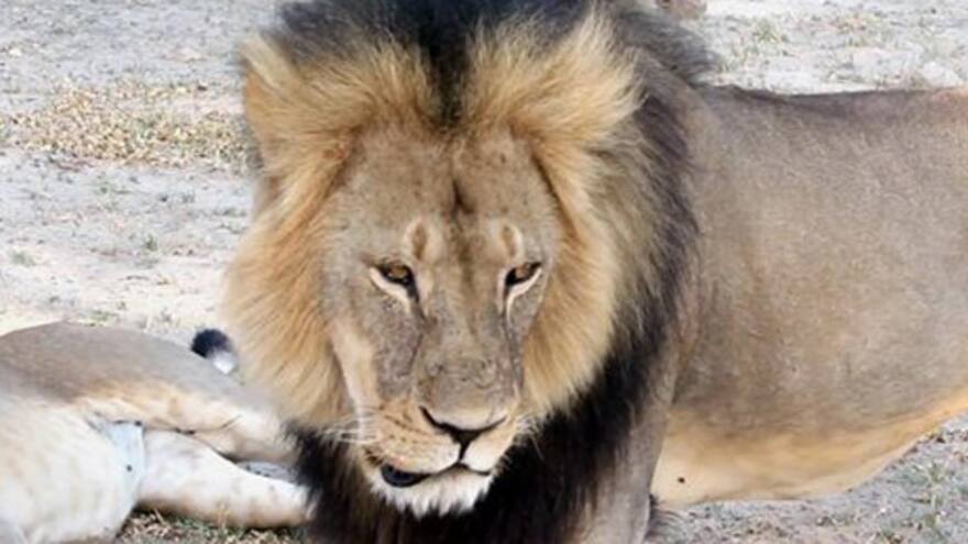 Hombre que estudió a león asesinado está furioso y triste