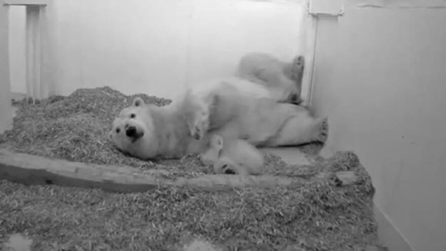 Muere osezno polar en un zoo de Berlín a los 26 días de vida