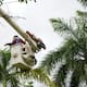 Air-e intensifica poda de árboles para reducir riesgos eléctricos