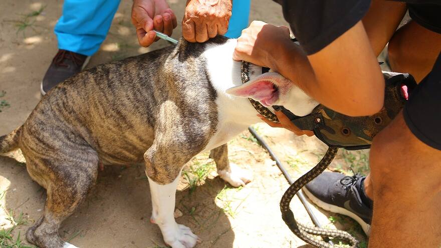 Centro de caninos potencialmente peligrosos: 728 registrados