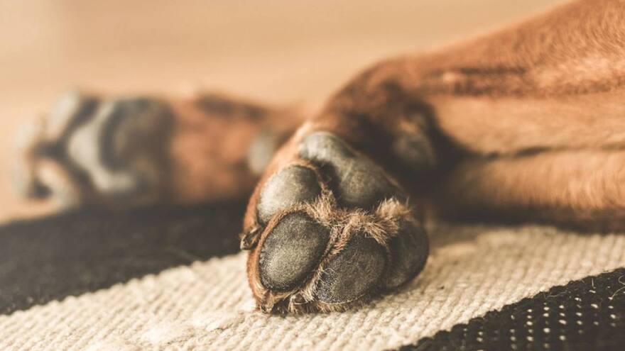 Hombre le cercenó los genitales a un perro que intentaba aparearse con su mascota