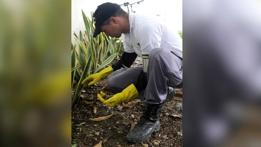 Recolectan caracoles africanos en los jardines de la Alcaldía de Turbaco