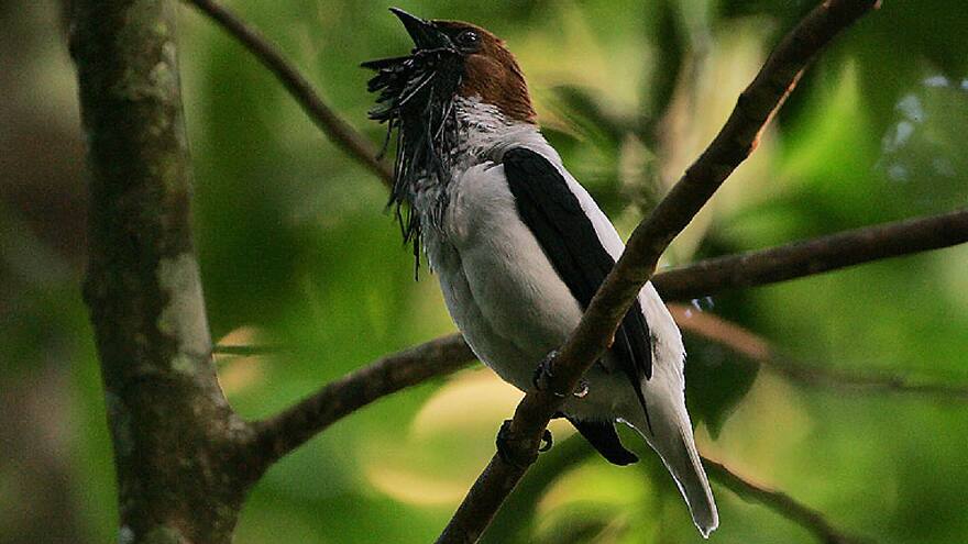 Campanero Barbado: después de 80 años reapareció en la Serranía del Perijá