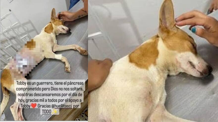 Desconocidos le propinaron seis puñaladas a un perro en Montelíbano