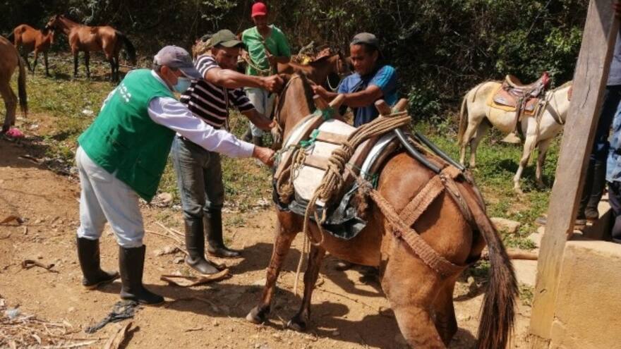 Autoridades, en máxima alerta por probables casos de encefalitis equina