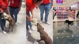 Video: perrito “robó” peluche en Miniso y terminó quedándose con él gracias a la solidaridad ciudadana