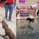 Video: perrito “robó” peluche en Miniso y terminó quedándose con él gracias a la solidaridad ciudadana
