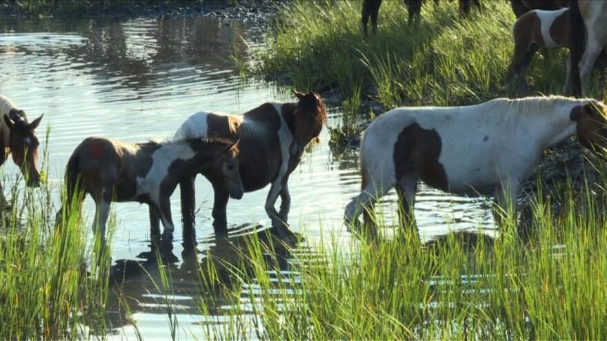 En video | El asombroso nado de los ponis salvajes en EEUU