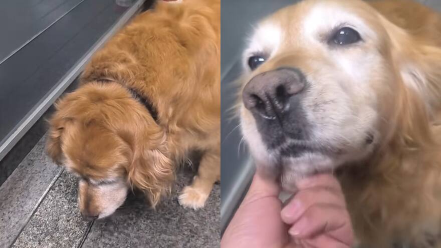 Así fue la despedida de Peki, una mascota que dedicó 10 años al servicio de seguridad