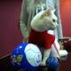 Aquiles, el gato sordo que quiere reemplazar al pulpo Paul en Rusia