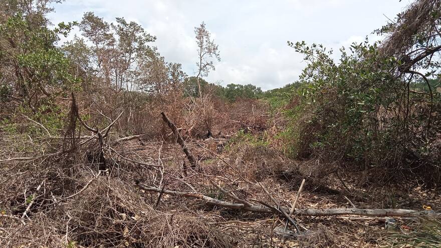 Ya fueron liquidadas en un 100% las quemas en Isla Salamanca