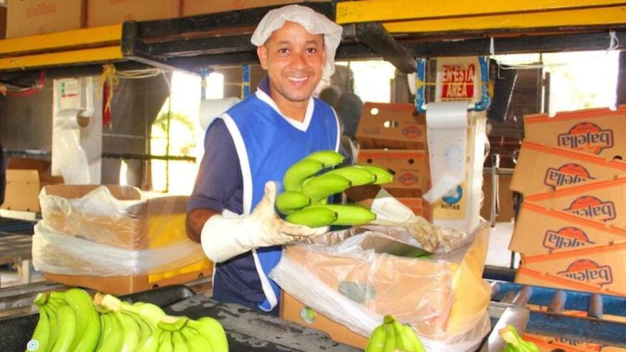Magdalena: productores del Caribe exportaron 883.915 toneladas de banano en el 2022