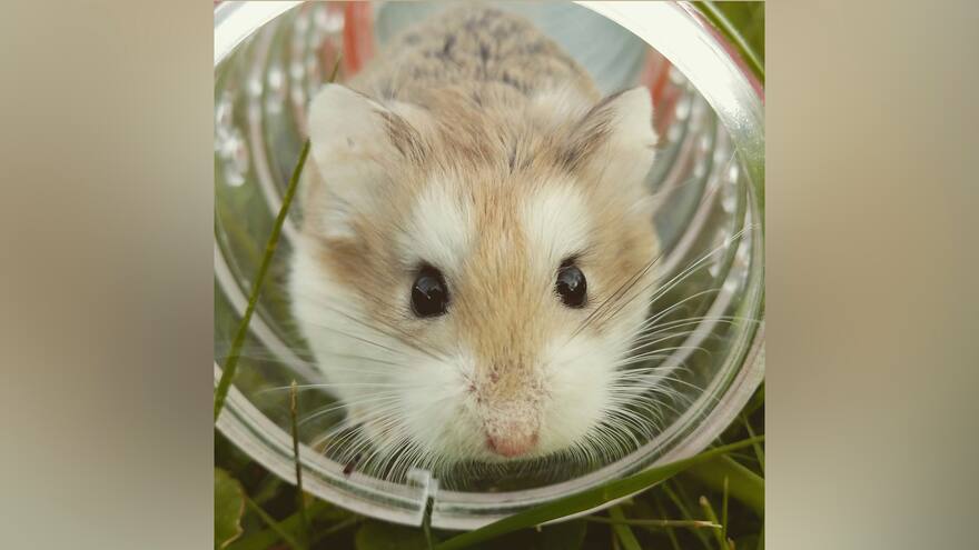 Transfieren a ratones un tipo de alzhéimer a través de un trasplante de médula ósea