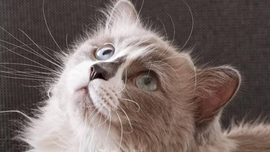 Día del Gato: ¿Por qué se celebra el 8 de agosto y otras dos fechas más?