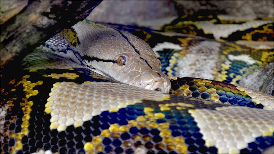 Joven captura en Florida a pitón birmana de más de 5 metros