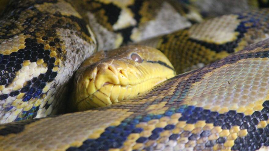 Una serpiente pitón explotó al comerse una vaca en Tailandia