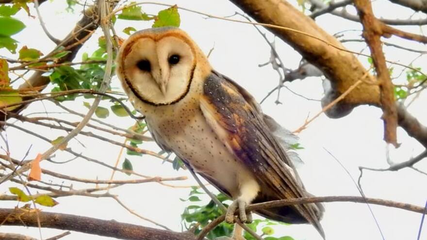 Cuelgan y apedrean a lechuza por creer que era una 'bruja'
