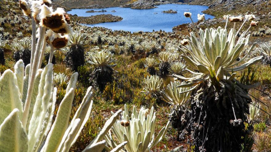 Colombia gana pleito a empresa canadiense por minería en páramo de Santurbán