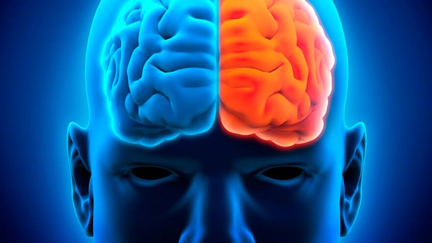 Estudio revela que una parte del cerebro sigue creciendo durante edad adulta
