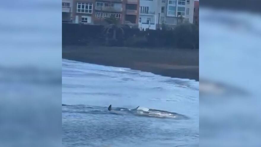 Video viral: tiburón de gran tamaño causa pánico en las playas de Melenara, en Gran Canaria, España