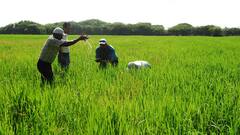 Los arroceros del Cesar reclaman mayor respaldo del Gobierno