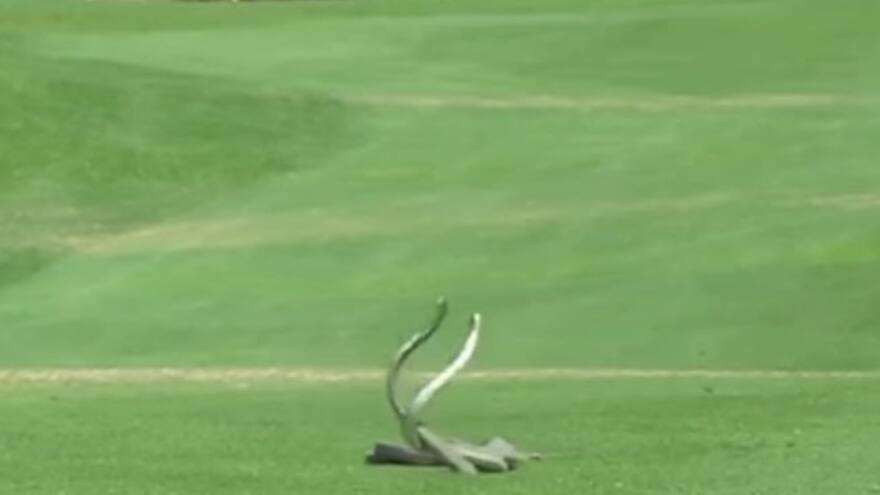 En video | Pelea entre dos mambas negras en campo de golf
