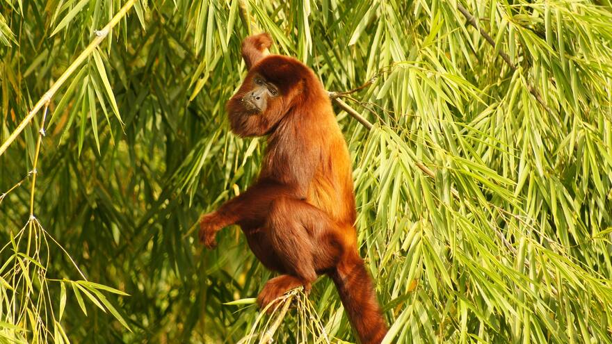 Rescatan a un mono aullador que estaba atrapado en las redes eléctricas de alta tensión en Valledupar