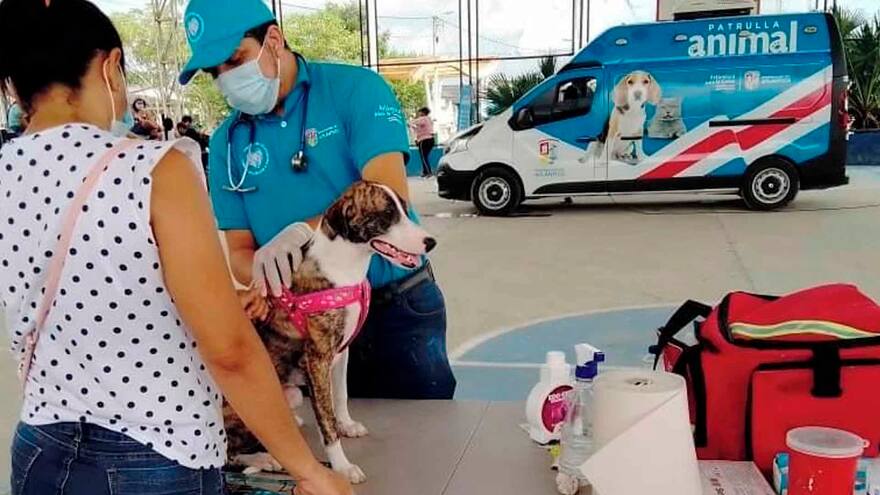 Fundación brinda atención gratuita a animales de calle
