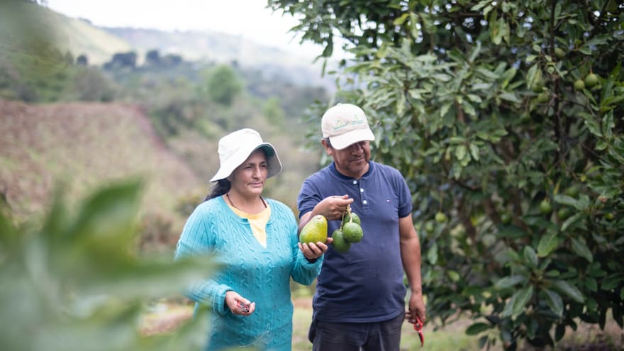 Gobierno colocará hasta $26 billones en créditos agropecuarios en 2024