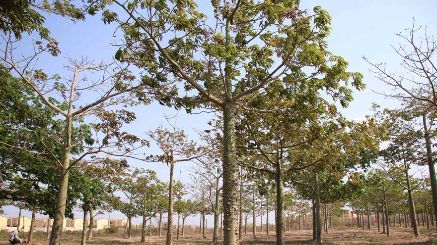 Barranquilla conmemora Día de los Bosques Tropicales con 4 bosques urbanos
