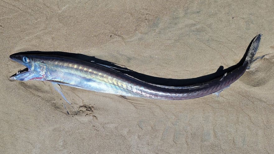 Peces con colmillos y sin escamas aparecen en las costas de EE. UU.