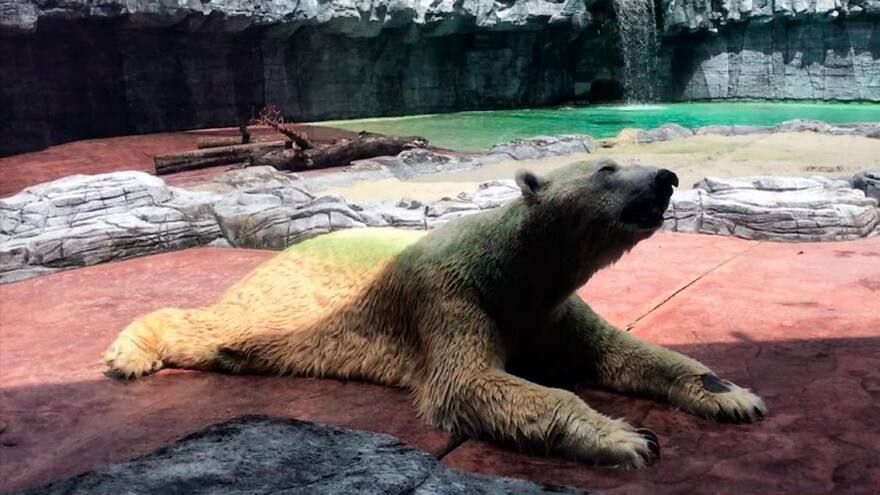 Muere el primer oso polar nacido en el trópico