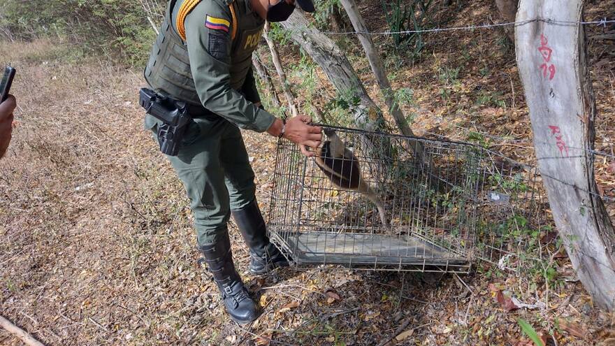 Policía rescata un oso hormiguero en el norte de Bolívar